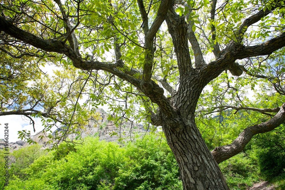 The crown of a large massive tree and foliage on it