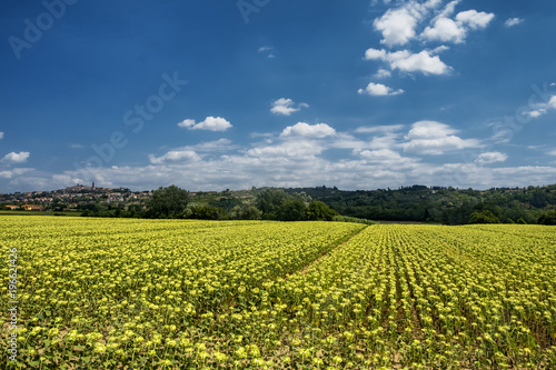 Summer landscape near Volterra  Tuscany