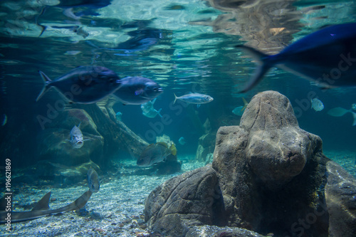 Looking at animals in the aquarium © Aga Rad