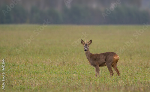Fototapeta Naklejka Na Ścianę i Meble -  Roe deer in field