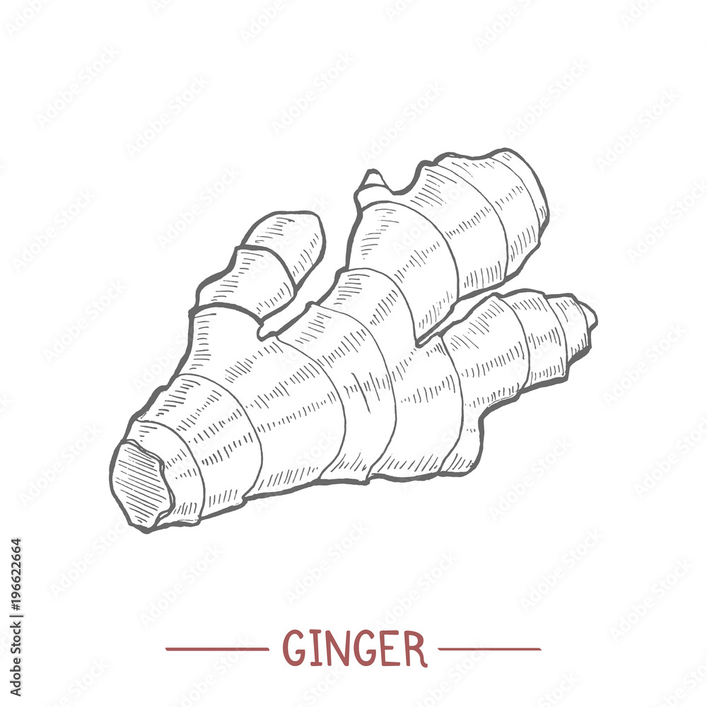 Ginger Root in Hand-Drawn Style
