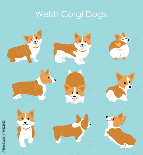 Vector illustration of cute and happy welsh corgi set in different poses. Funny corgi for decoration and design in flat cartoon style.
