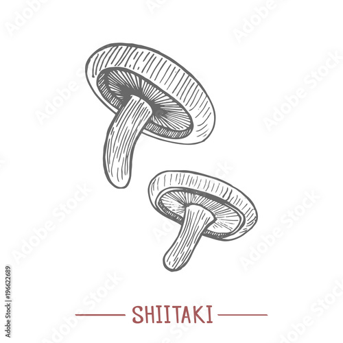 Shiitaki. Mushrooms in Hand Drawn Style for Surface Design Fliers Prints Cards Banners. Vector Illustration