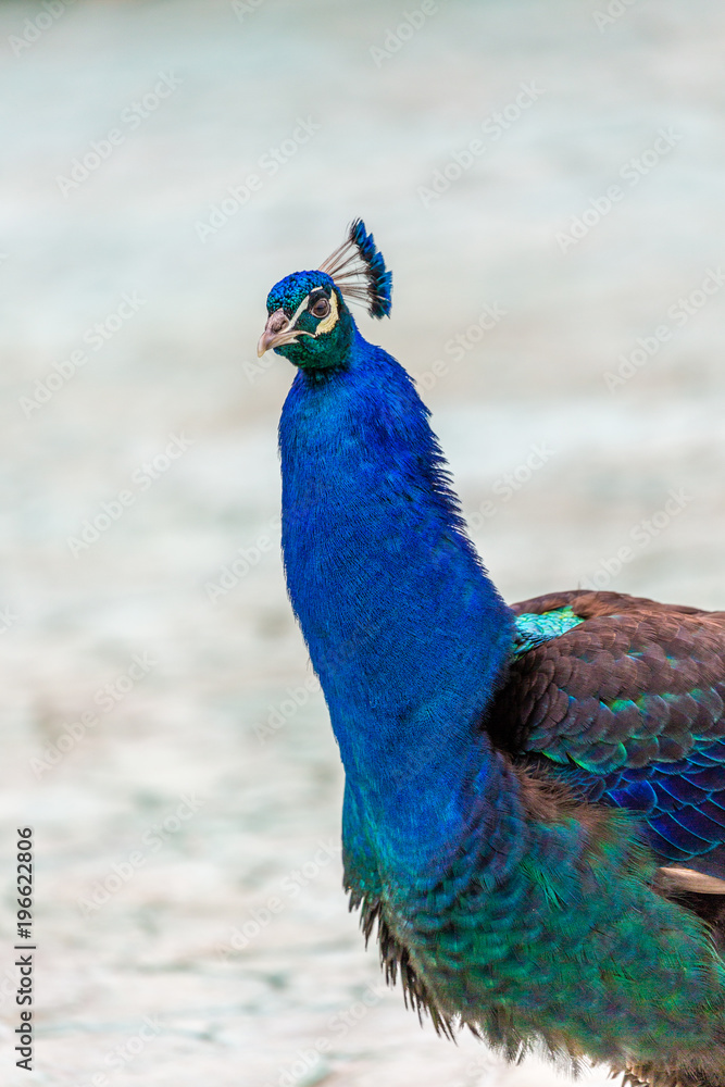 Fototapeta premium Peacock 