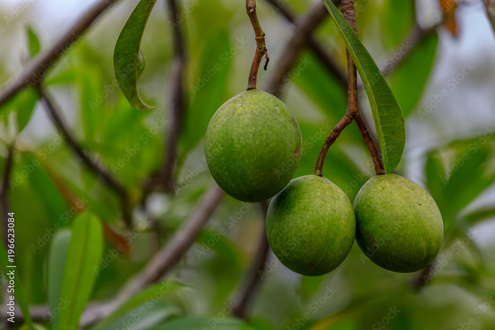 Frucht vom Zerberusbaum, Cerberusbaum, Cerbera odollam, Frucht vom Zerberusbaum, Cerberusbaum, Cerbera odollam,
