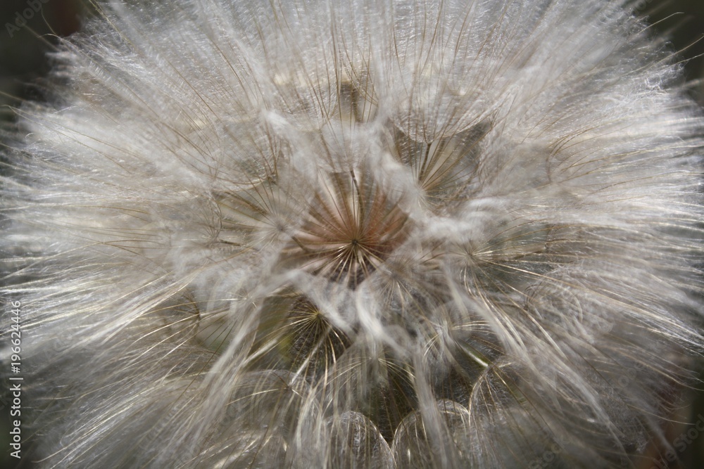 Fototapeta premium Dandelion head