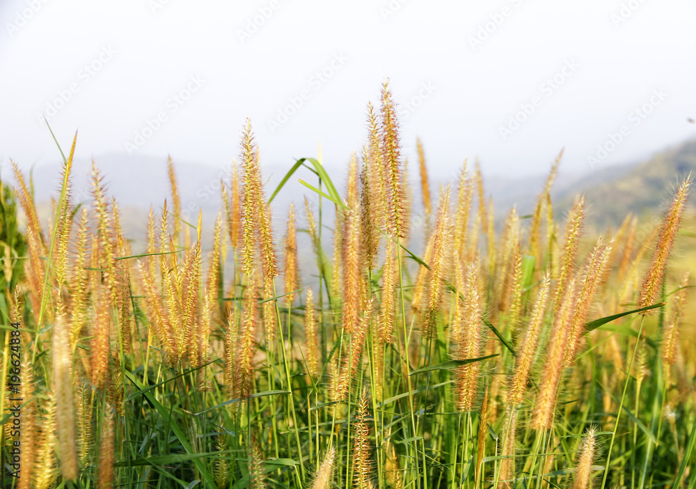 select Focus,A Grass flowers or daisy flower that sits on a bright, mountainous morning lawn and is naturally beautiful on the blurry background of the morning sky. select Focus,A Grass flowers or daisy flower that sits on a bright, mountainous morning lawn and is naturally beautiful on the blurry background of the morning sky.