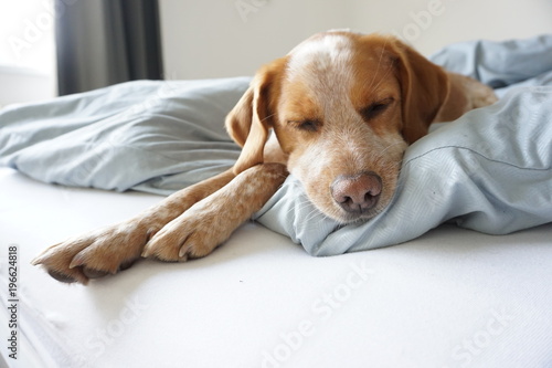 Schlafender Hund auf Bett