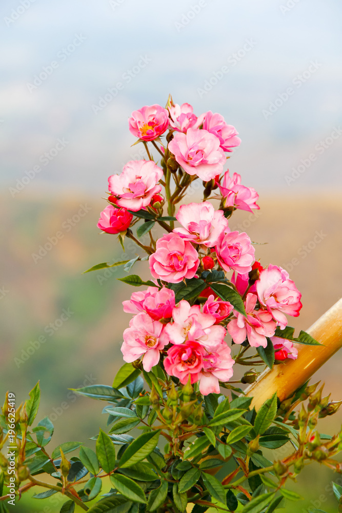 Obraz premium Damask rose petals for rose tea on white background. (Rosa damascena Mill)
