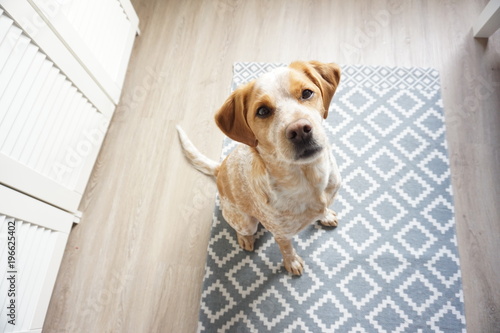 Hund auf Musterteppich