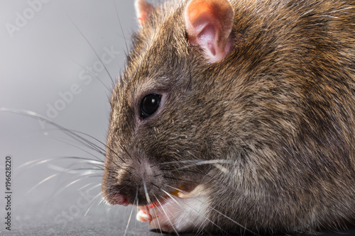 animal gray rat eating close-up