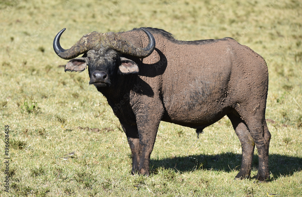 Büffel in Afrika Büffel in Afrika
