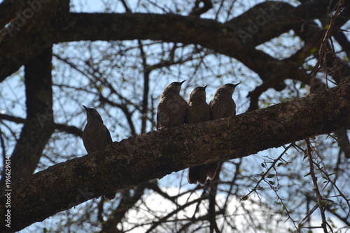 Oiseaux sur une branche