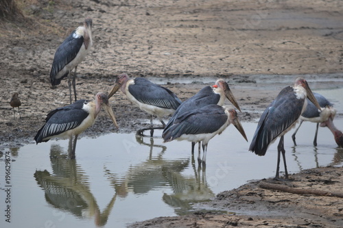 Marabous au Serengeti