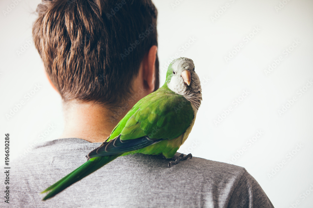 Fototapeta premium Mnicha papużka patrzy w kamerę z wyrazem ciekawości. Quaker papuga siedzi na ramieniu mężczyzny w domu.