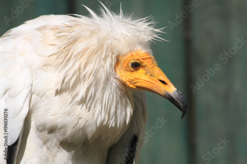 detail of vulture with white head