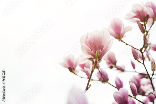 Fototapeta Naklejka Na Ścianę i Meble -  Beautiful magnolia flowers in spring ,a floral background, copyspace.