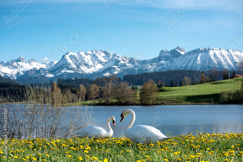 Schwänepaar im Allgäu vor Bergkulisse im Frühling. Herzform