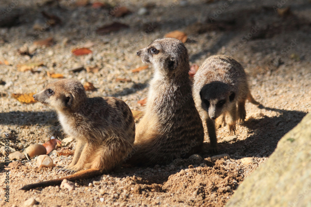 Fototapeta premium group of suricata animals
