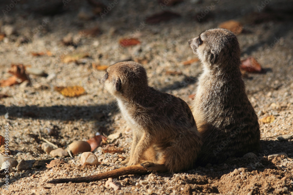 Fototapeta premium group of suricata animals