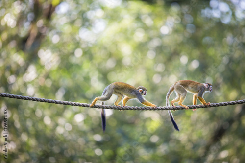 Common Squirrel Monkey (Saimiri sciureus; shallow DOF) photo