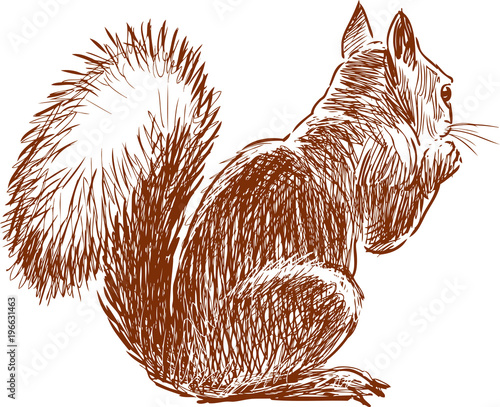Sketch of a small squirrel