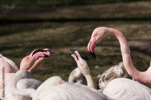 Flamingos im Park photo