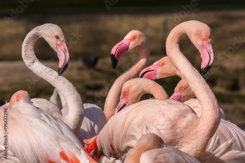 Foto Flamingos im Park