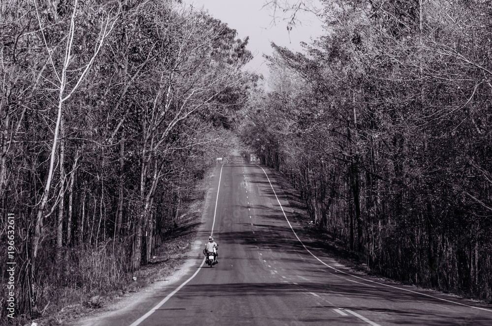 Highway road scene with big tree along both side, warm evening light Highway road scene with big tree along both side, warm evening light