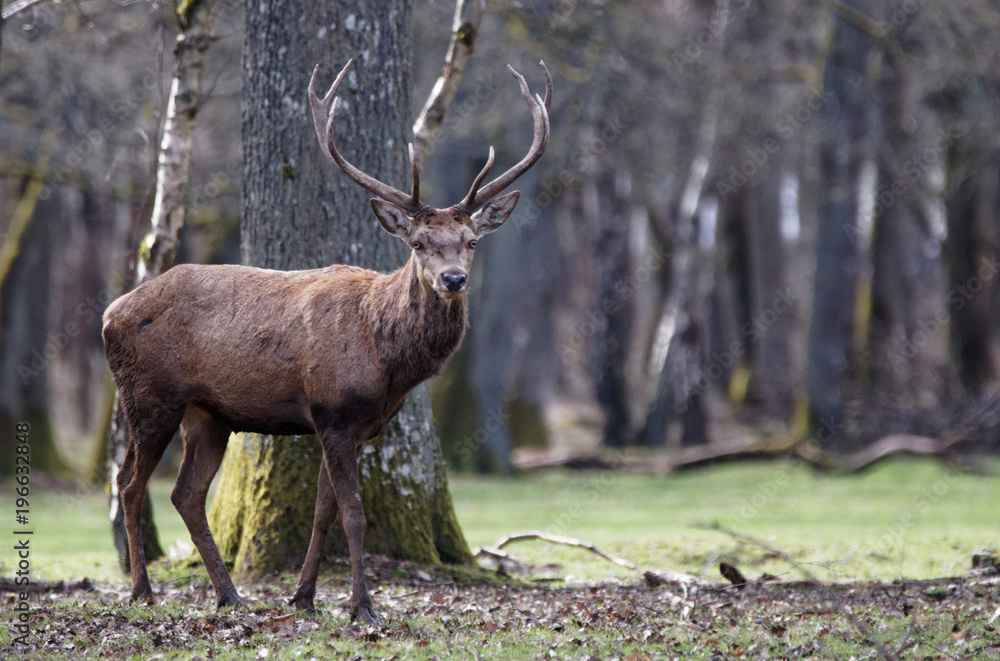 Fototapeta premium cerfs en fôret de Rambouillet