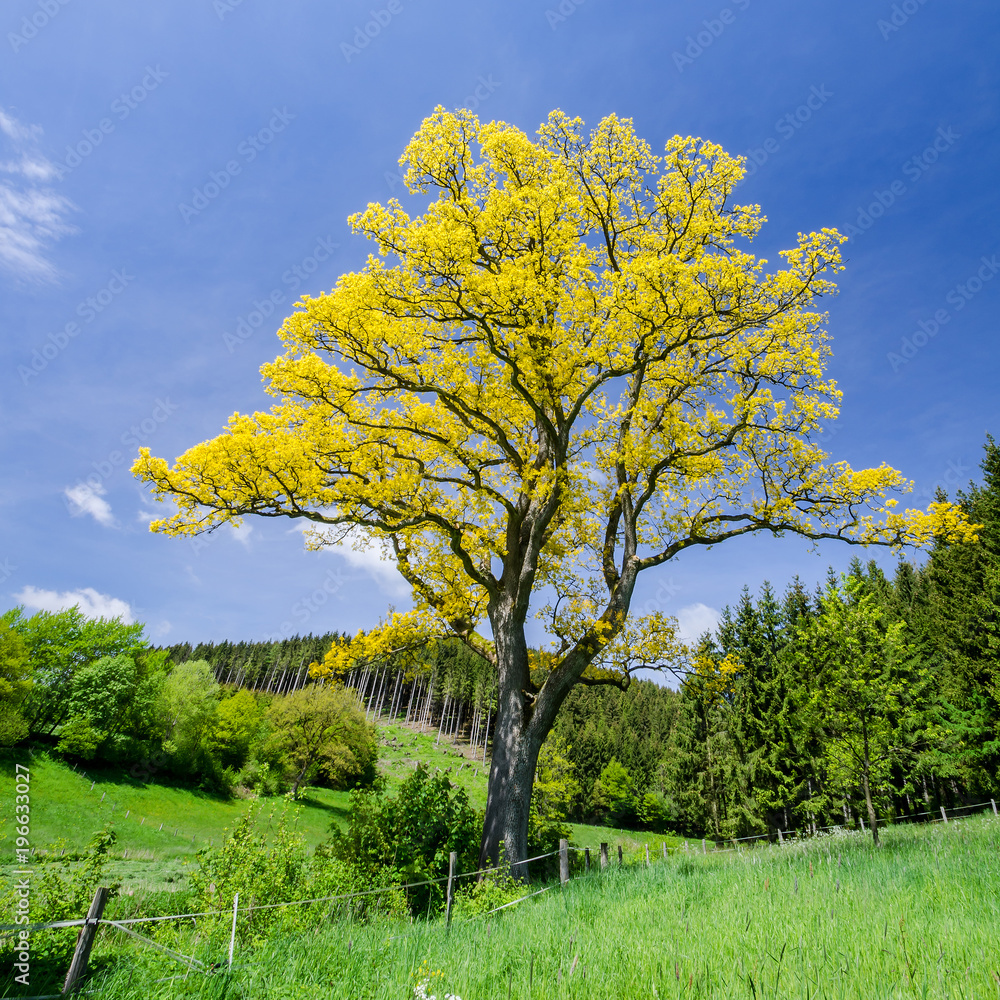 Golden Oak in late springtime, Germany.
This sort of oak is a very rare botanical phenomenon. The new leaves have only for a few days in spring this golden color. It is a genetic defect. 