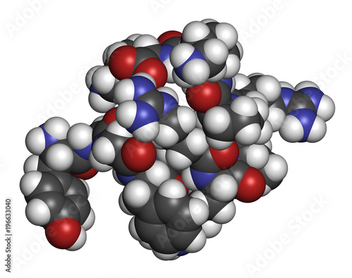 Dynorphin a endogenous opioid peptide molecule. 3D rendering. Atoms are represented as spheres with conventional color coding: hydrogen (white), carbon (grey), oxygen (red), nitrogen (blue). photo