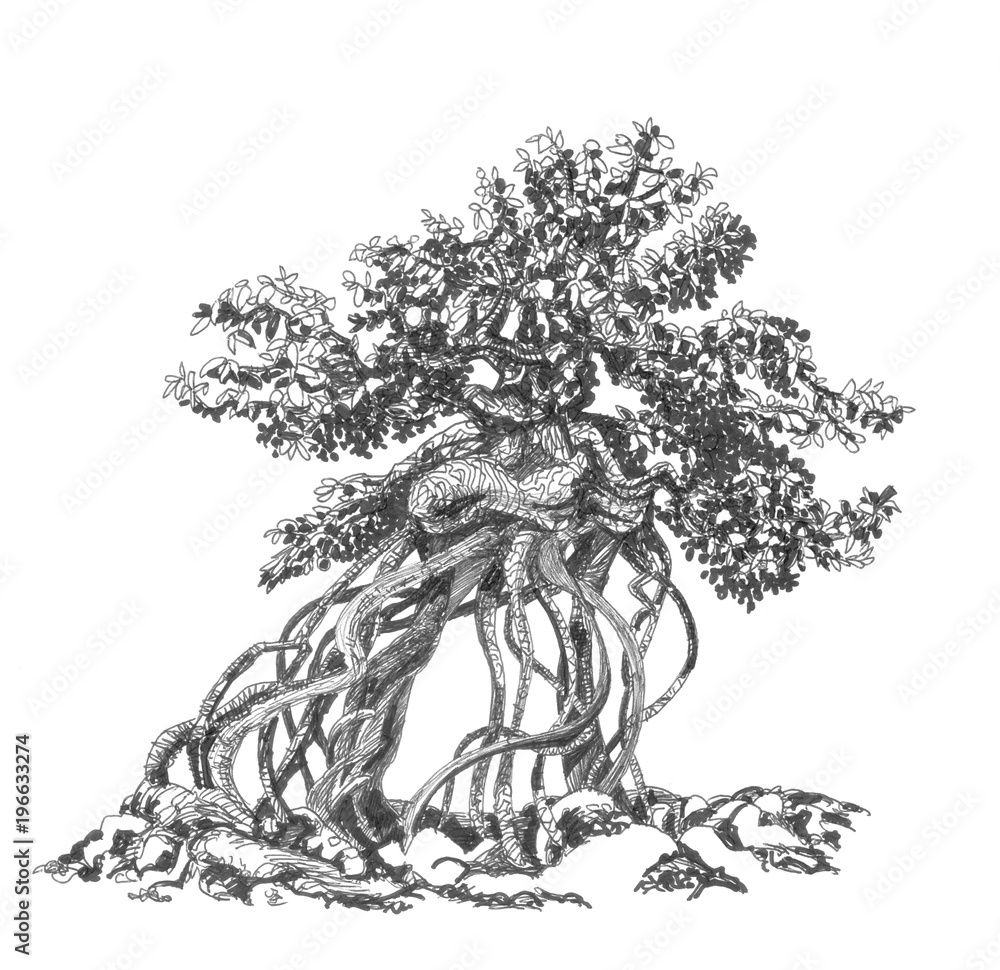 Aerial Roots Bonsai