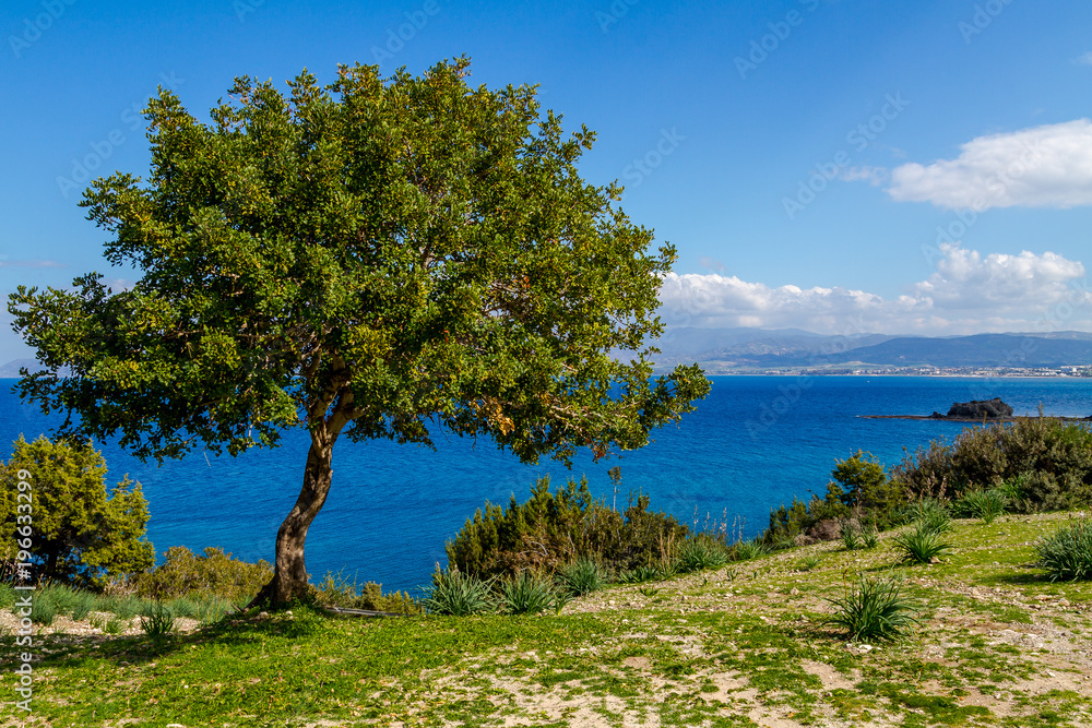 Beautiful olive tree in the popular tourist destination of the Akamas in the background of mountains and blue sea, Cyprus