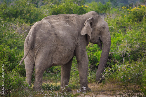 Einzelner Elefant im Kumana Nationalpark- Sri Lanka