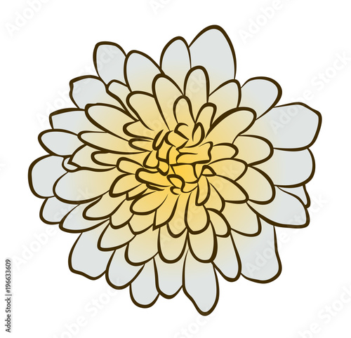 Fototapeta Naklejka Na Ścianę i Meble -  Vector illustration, flat cartoon white with yellow center aster flower isolated on white background