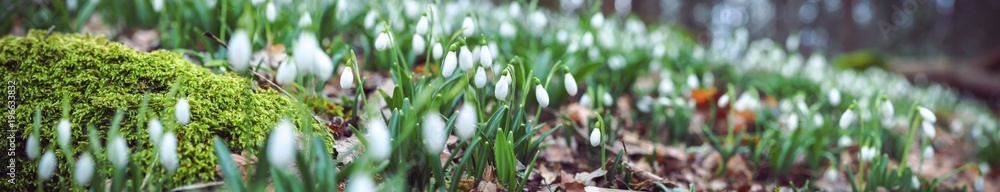 Obraz premium Highland Fields of Snowdrops flowers in early spring