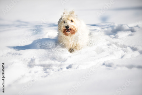 terier zimowe zabawy w śniegu © BARBARA