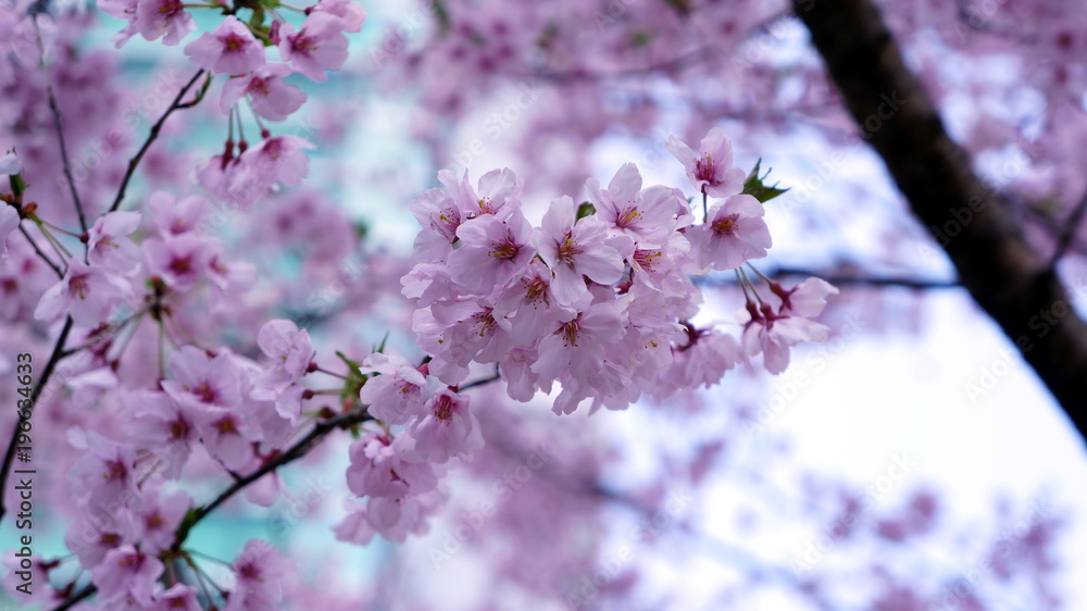 The closeup pink cherry blossom on the branch under the blue sky and pink flower The closeup pink cherry blossom on the branch under the blue sky and pink flower