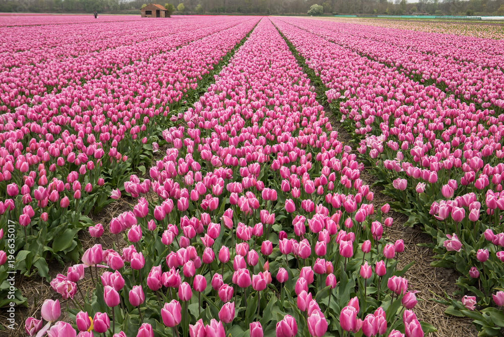 Pink Tulips fields of the Bollenstreek, South Holland, Netherlands