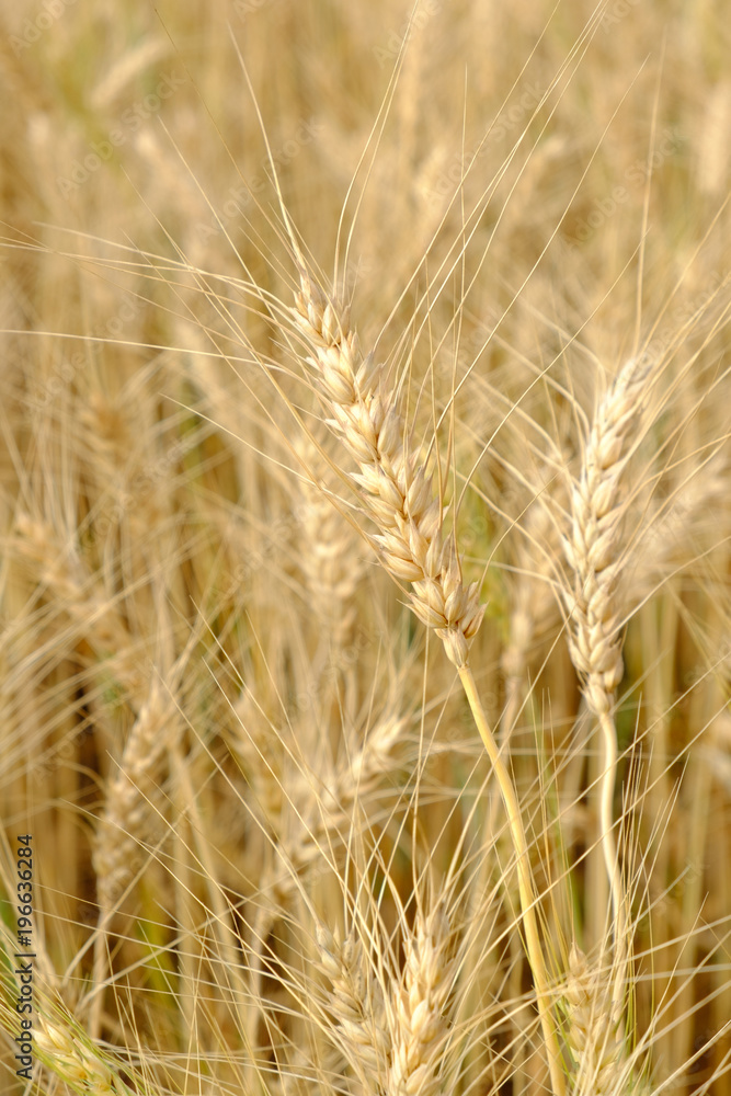 Barley in field conversion test at North Thailand,rice golden color,barley for background Barley in field conversion test at North Thailand,rice golden color,barley for background