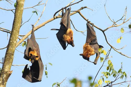 Three Indian flying fox bats, Pteropus, giganteus hang up on tree