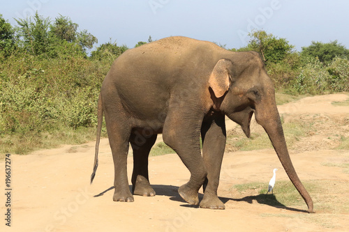 Asian elephant and Cattle egret in Udawalawe national park