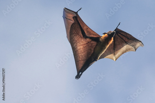 Male of Indian flying fox bat, Pteropus, giganteus