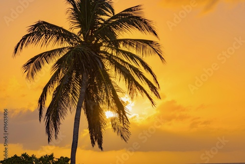 panorama of the Aruba island of the Caribbean with white sand and palm trees in the tropical scenery of the Netherlands Antilles at sunset