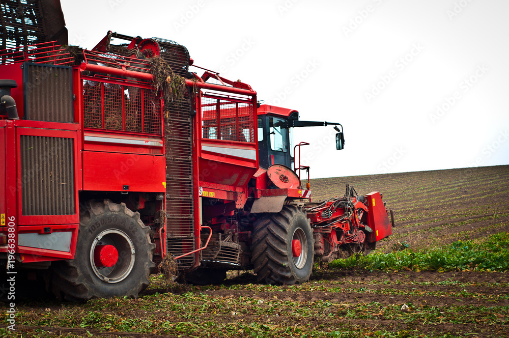 Obraz premium Agricultural vehicle harvesting sugar beet