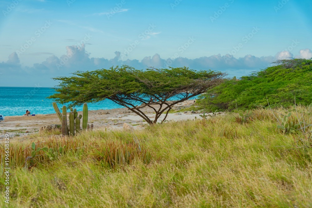 panorama of the Aruba island of the Caribbean with white sand and palm trees in the tropical scenery of the Netherlands Antilles at sunset