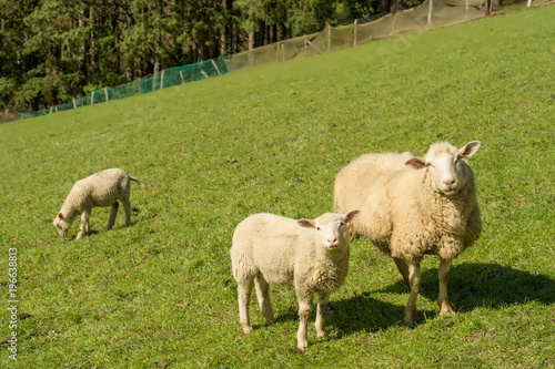 ovejas pastando photo