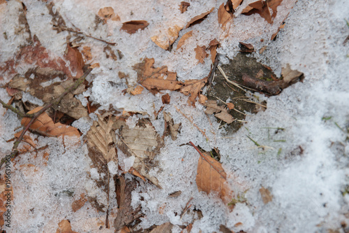 frosty trree leaves texture