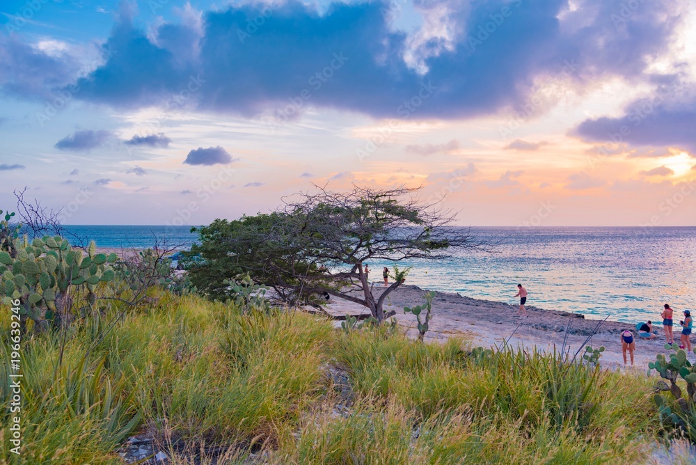 Divi Divi tree at sunset on the beach of the Caribbean island of Aruba
